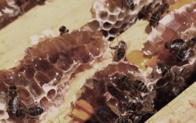 Cómo conseguir colmena y miel en balsa